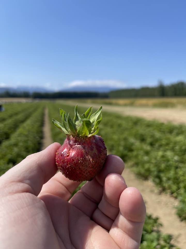 Strawberries - Food Photography